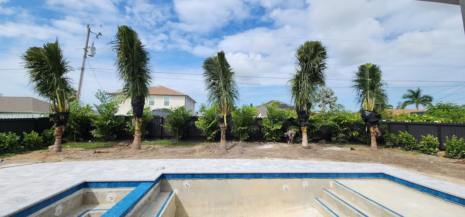 Newly planted palms braced along a fence behind a pool deck