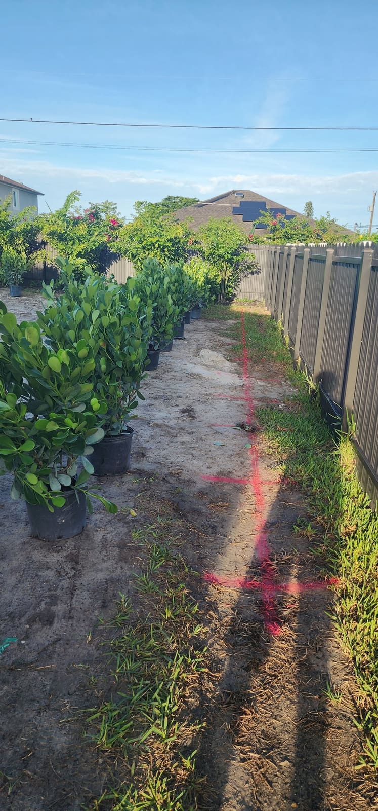 Potted shrubs lined up along a fence, ready to plant