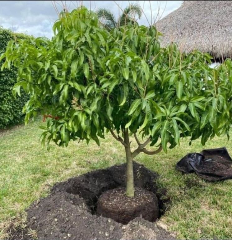 Fruit tree set into a planting hole with the root ball still wrapped