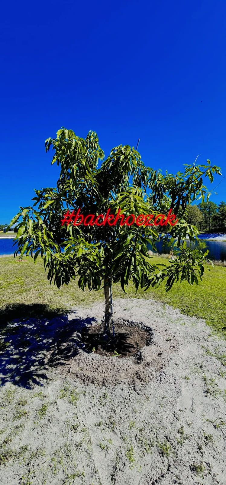 Young tree planted and staked in a sandy mound beside a pond