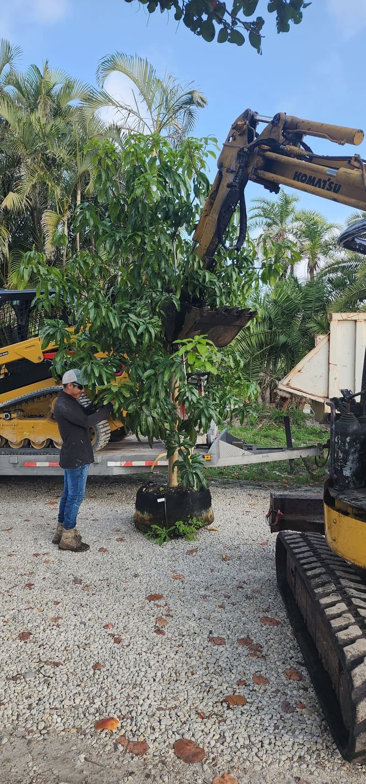 Excavator and skid steer loading a balled tree for delivery