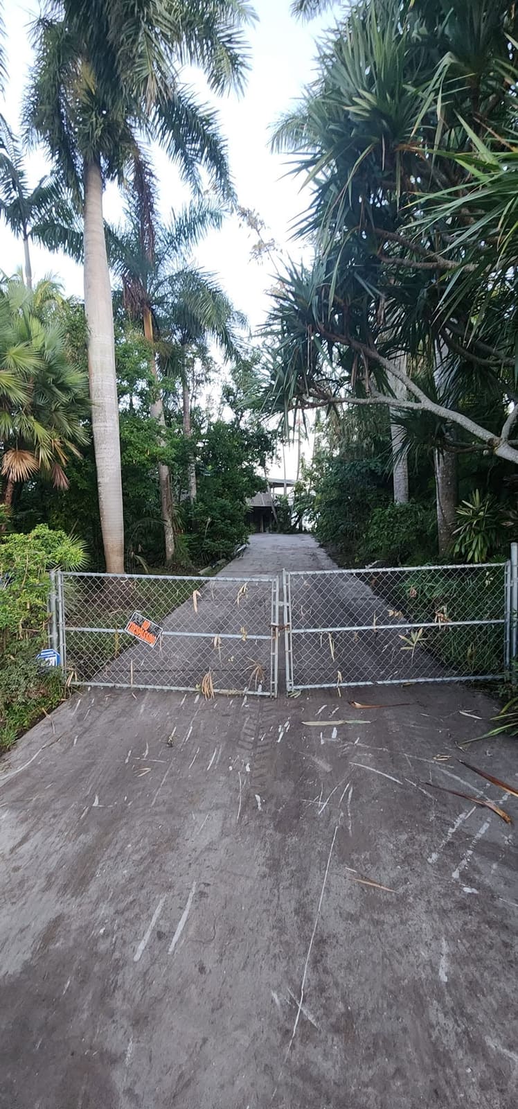 Palm-lined driveway after storm debris was cleared from the road