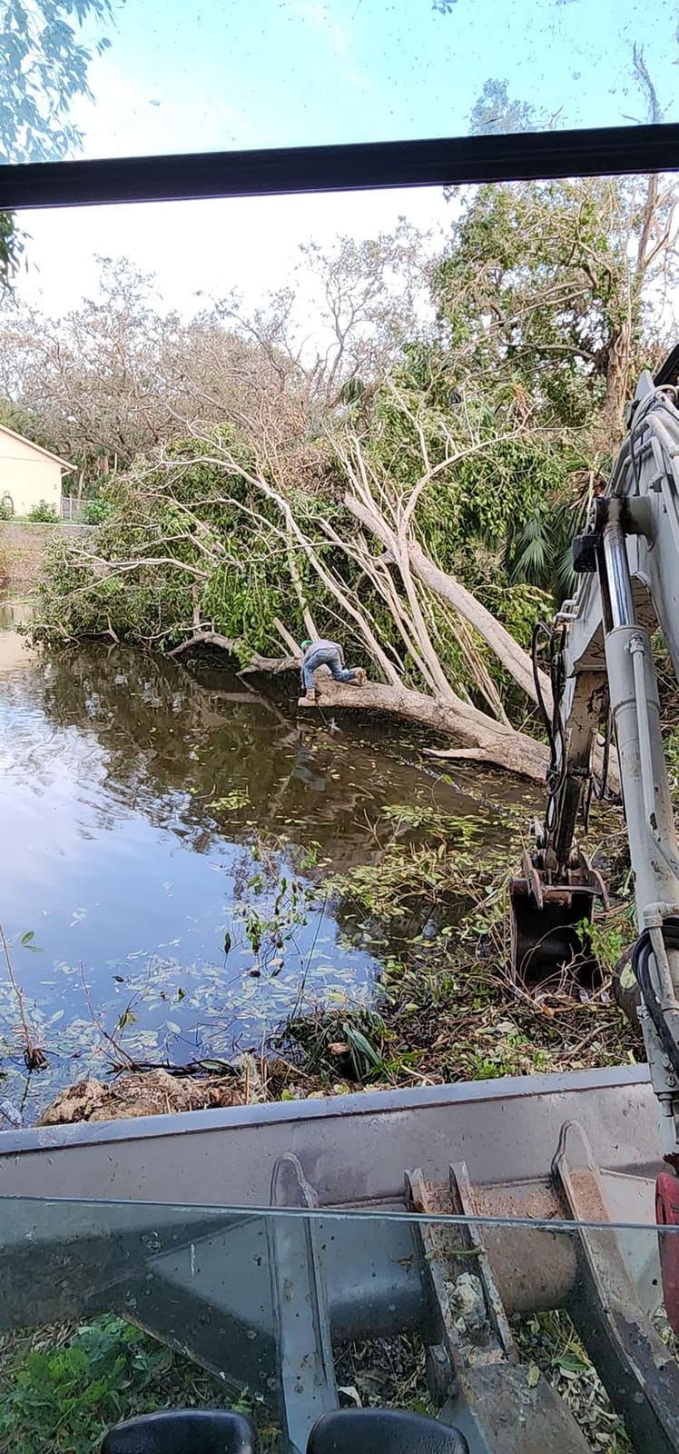 Excavator working a fallen tree along a pond bank