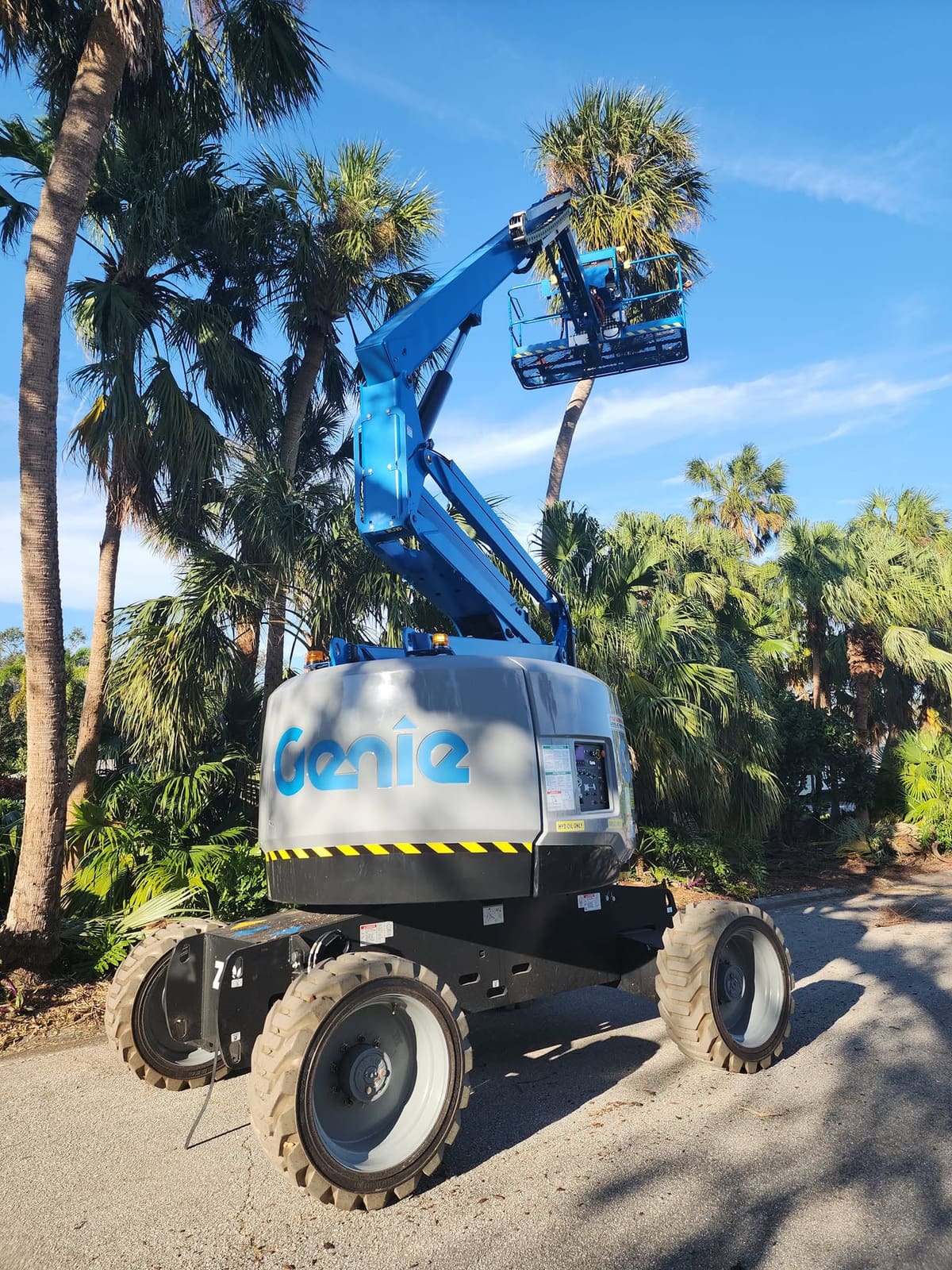 Blue boom lift raised into a sabal palm for tree work
